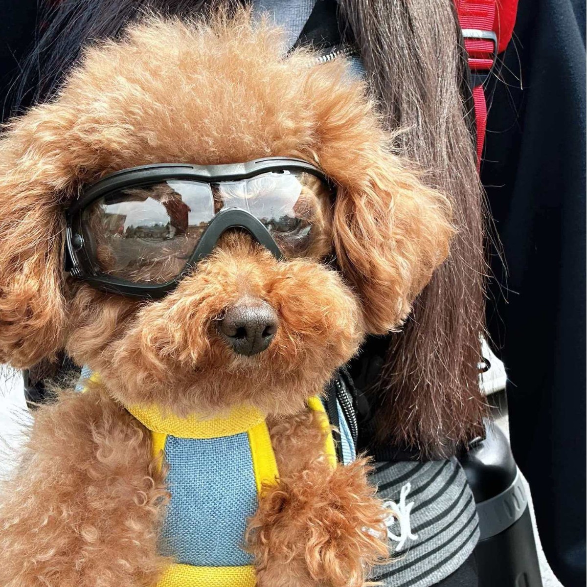 Adjustable TPU Dog Sunglasses  - Snow Goggle Uv บทวิจารณ์และราคา